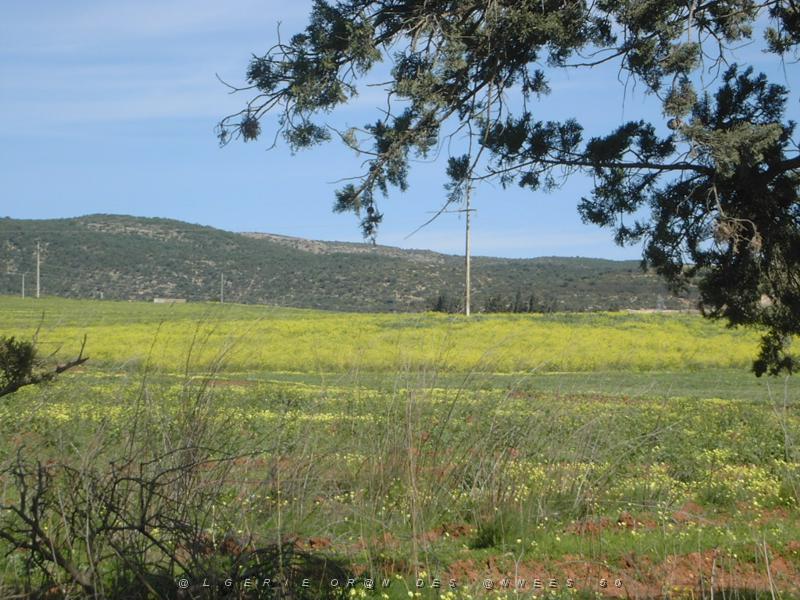 06 campagne oranaise2 a.JPG